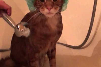 Любитель купания 