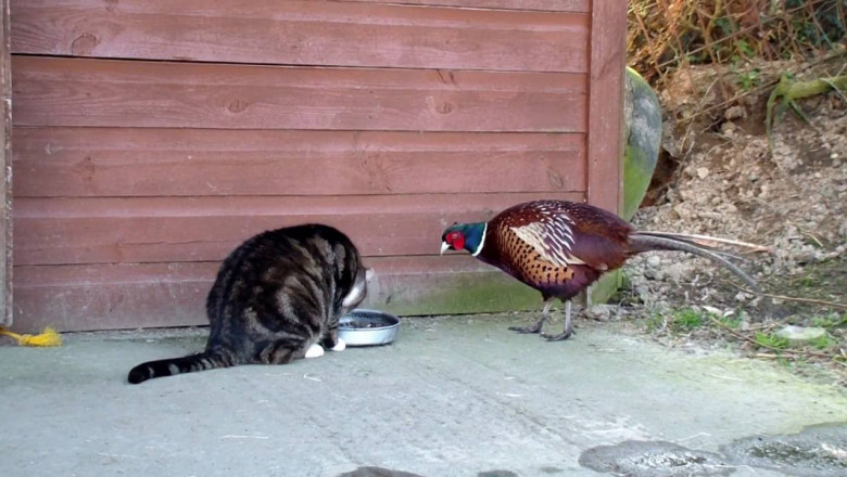 Кошка и фазан 