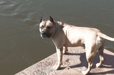 Самый  умный пёс на свете 