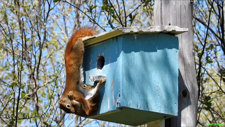 Белка и бельчонок 