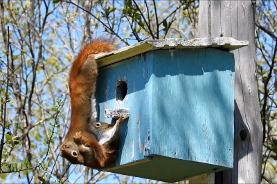 Белка и бельчонок 