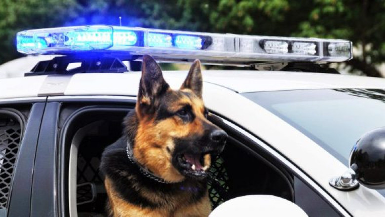 Полицейский пёс Нитро тренируется вместе с полицейскими 