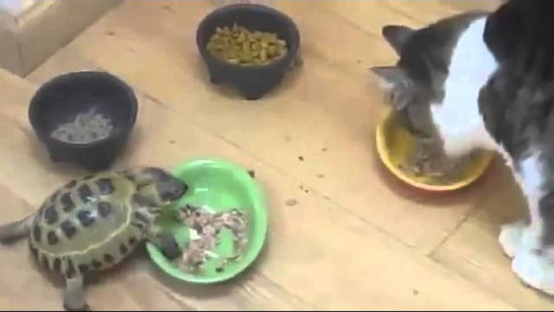 Черепаха и кошки 