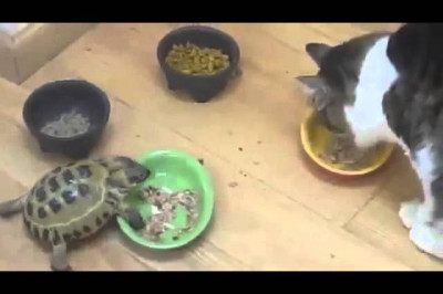 Черепаха и кошки 