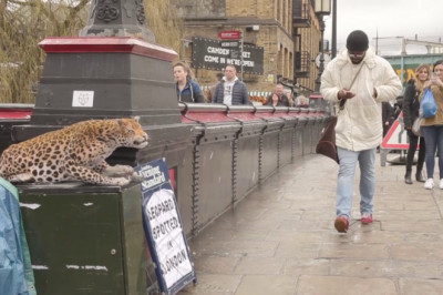 Розыгрыш с  муляжом леопарда 