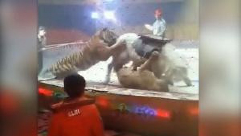 Жуткое видео с арены цирка 