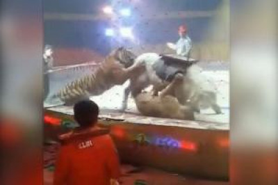 Жуткое видео с арены цирка 