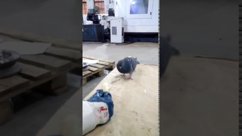 Такие вот голуби в Челябинске 