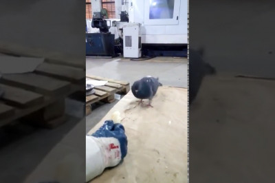 Такие вот голуби в Челябинске 