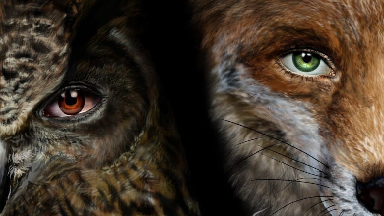 Сражение взглядами 