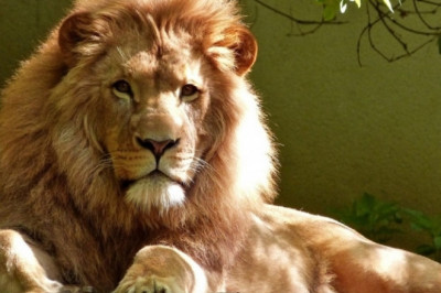 Маленький пёсик напугал льва и львицу 