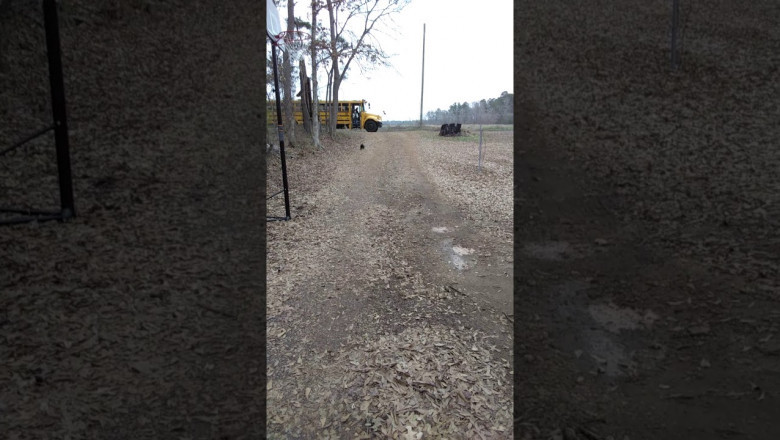 Петушок встречает свою хозяйку  из  школы 