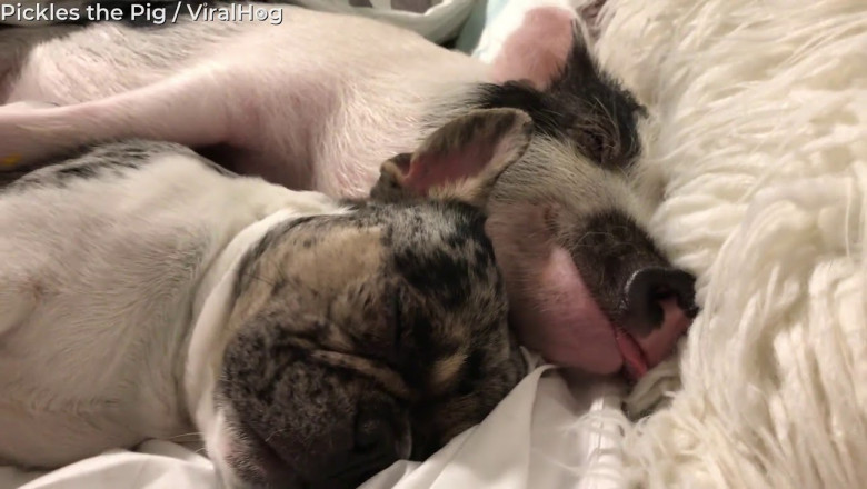 Бульдог и хрюша - неразлучные друзья 