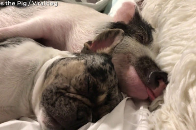 Бульдог и хрюша - неразлучные друзья 