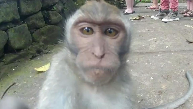 Прикольные короткие видеоролики с животными 