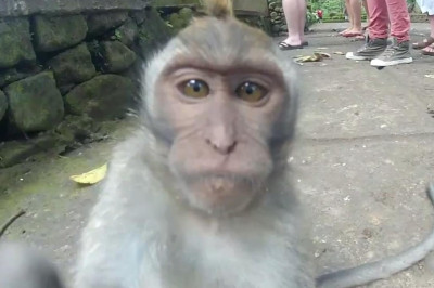 Прикольные короткие видеоролики с животными 