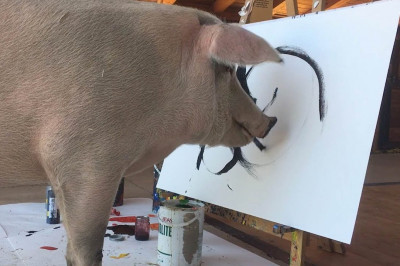 Свинья-художник 