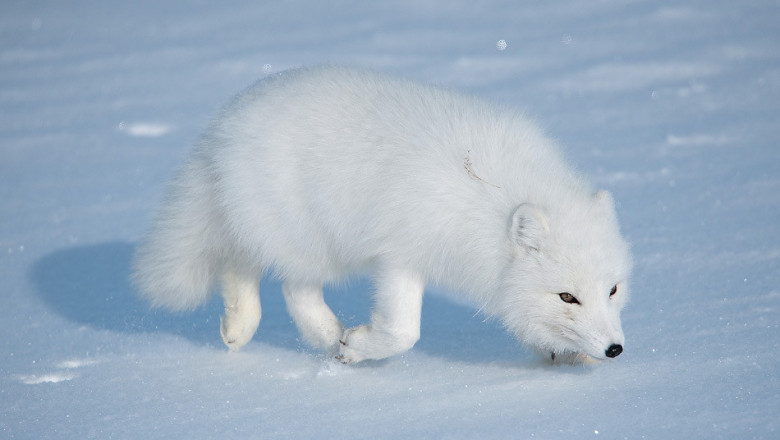 Когда очень хочется кушать ...