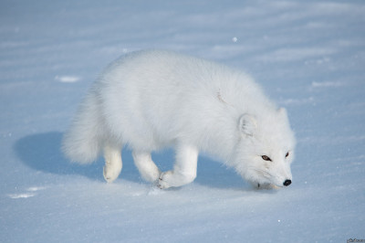 Когда очень хочется кушать ...