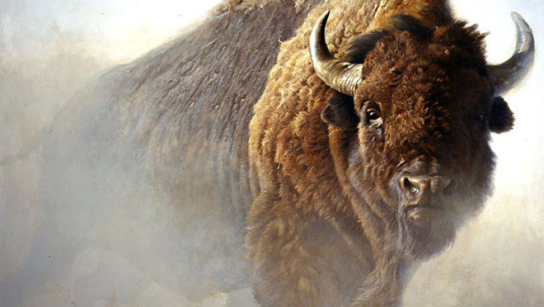 Кормление бизонов - не для слабонервных 