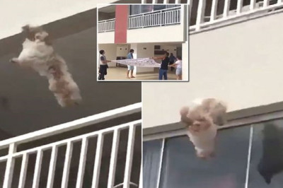 Спасение пёсика 