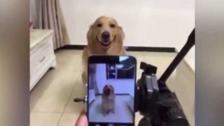 Любитель селфи