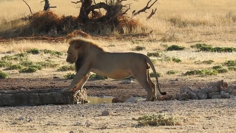 Неудачная попытка не намочить лапки 