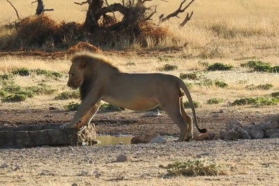 Неудачная попытка не намочить лапки 