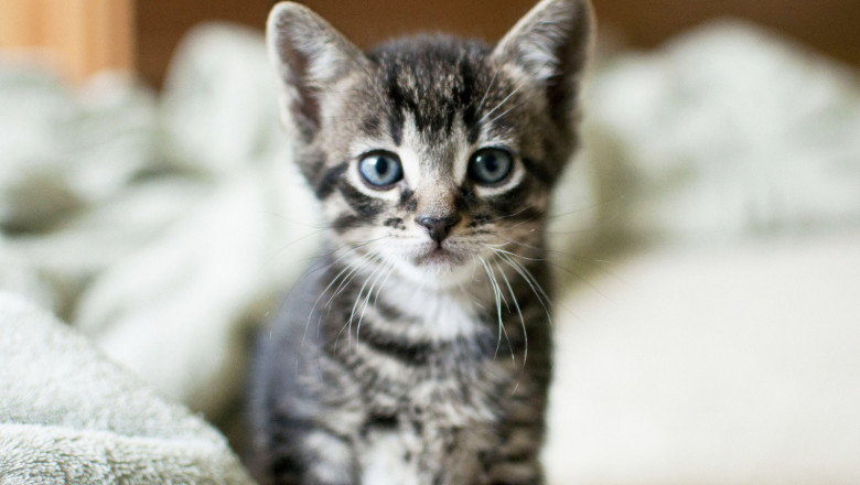 Котёнок повторяет жест хозяина 