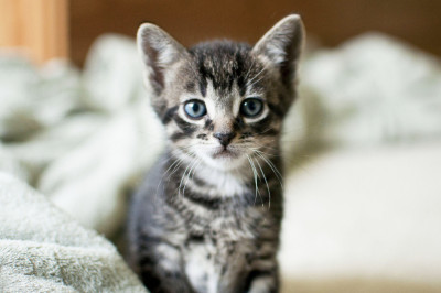 Котёнок повторяет жест хозяина 