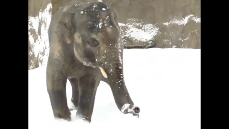 Первый снег слонёнка 