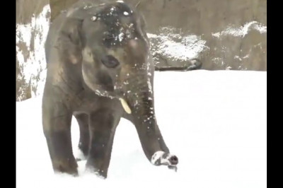 Первый снег слонёнка 