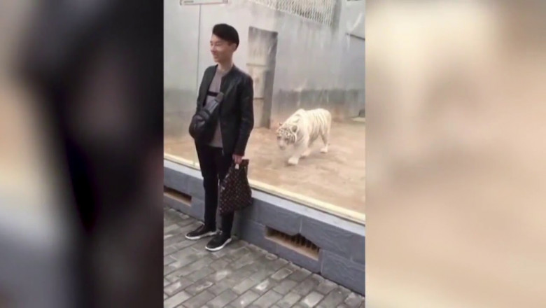 Нападение тигра на посетителя зоопарка