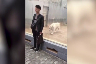 Нападение тигра на посетителя зоопарка