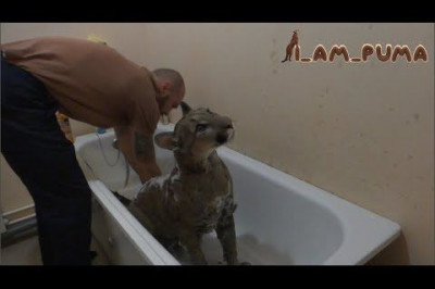Пума-любительница водных процедур 