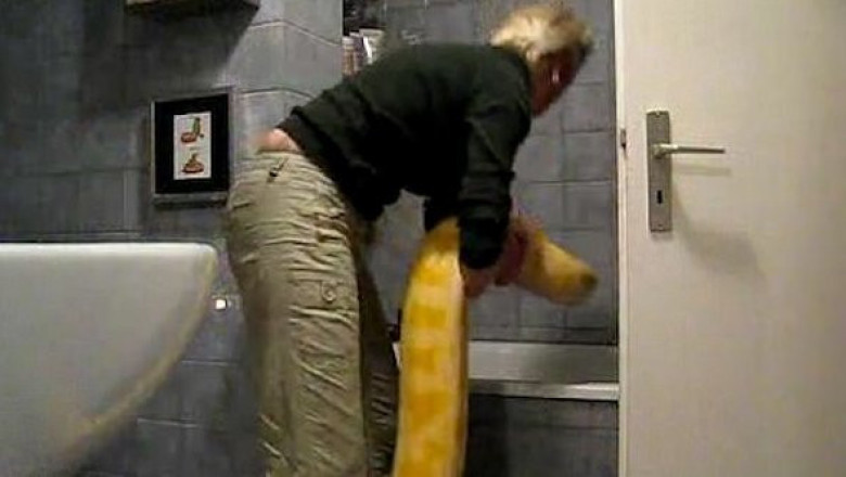 Купание питона 