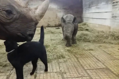 Попытка котика познакомиться носорогами 