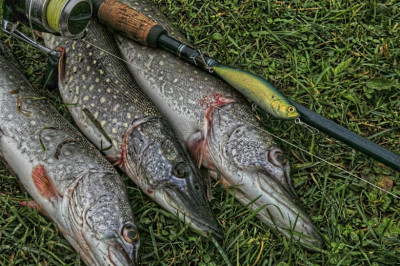 Рыбалка под это дело