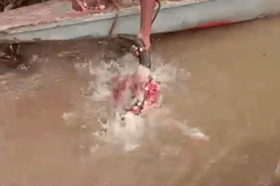 Кормление пираний мясом 