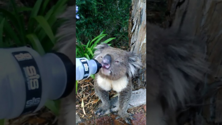 Человек напоил коалу водой 