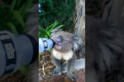 Человек напоил коалу водой 