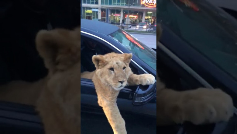 Лев в машине 