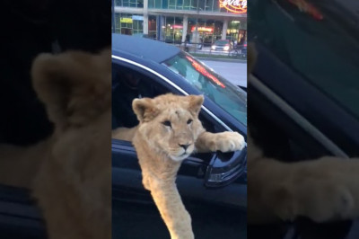 Лев в машине 