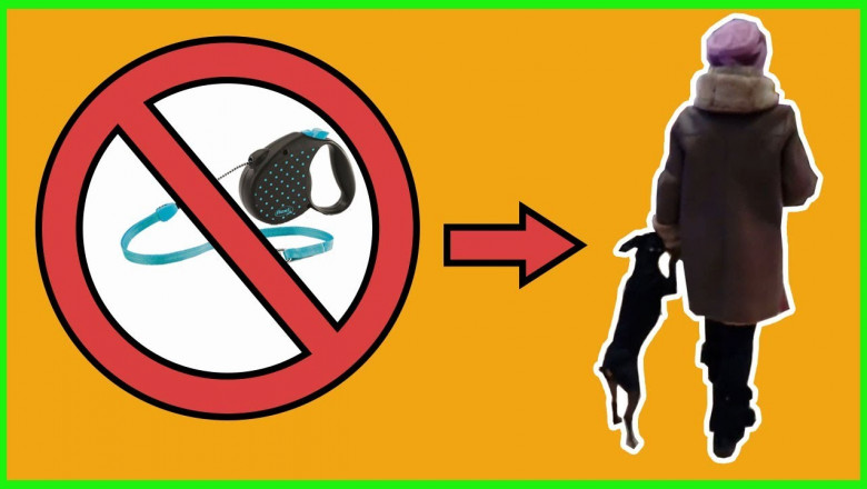 Необычная прогулка с собакой 