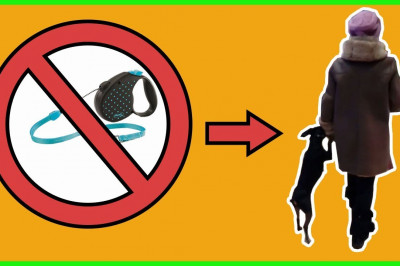 Необычная прогулка с собакой 