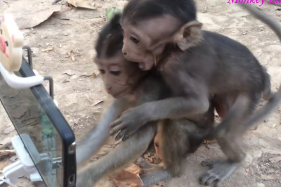 Мартышка и смартфон 