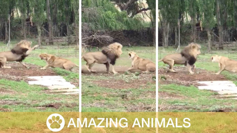 Ревнивая львица 