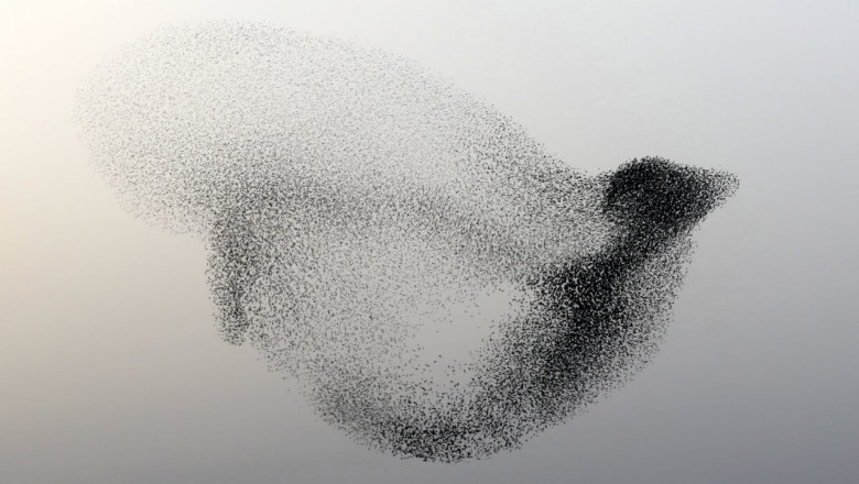 Воздушное шоу скворцов 