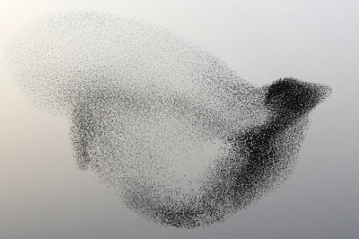 Воздушное шоу скворцов 