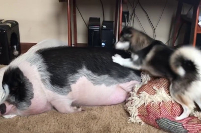 Давай вставай !